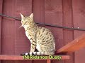 4cats