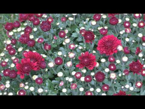 how to fertilize mums