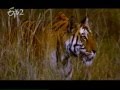 Center asks Supreme to reconsider its decision over ban on visit to Tiger reserves
