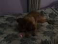Bothering the dog (Molestando al perro)
