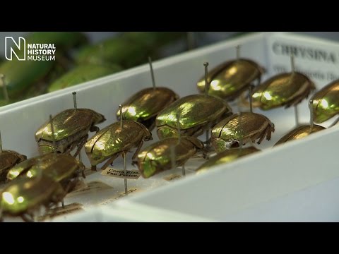 Naming nature, putting life in order