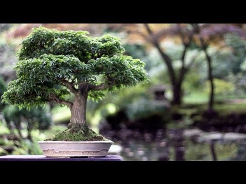 how to a bonsai tree