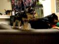 videos de Max (yorkie-poo) & Serj (Min Pin) playing