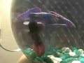 Betta Fish Rock!