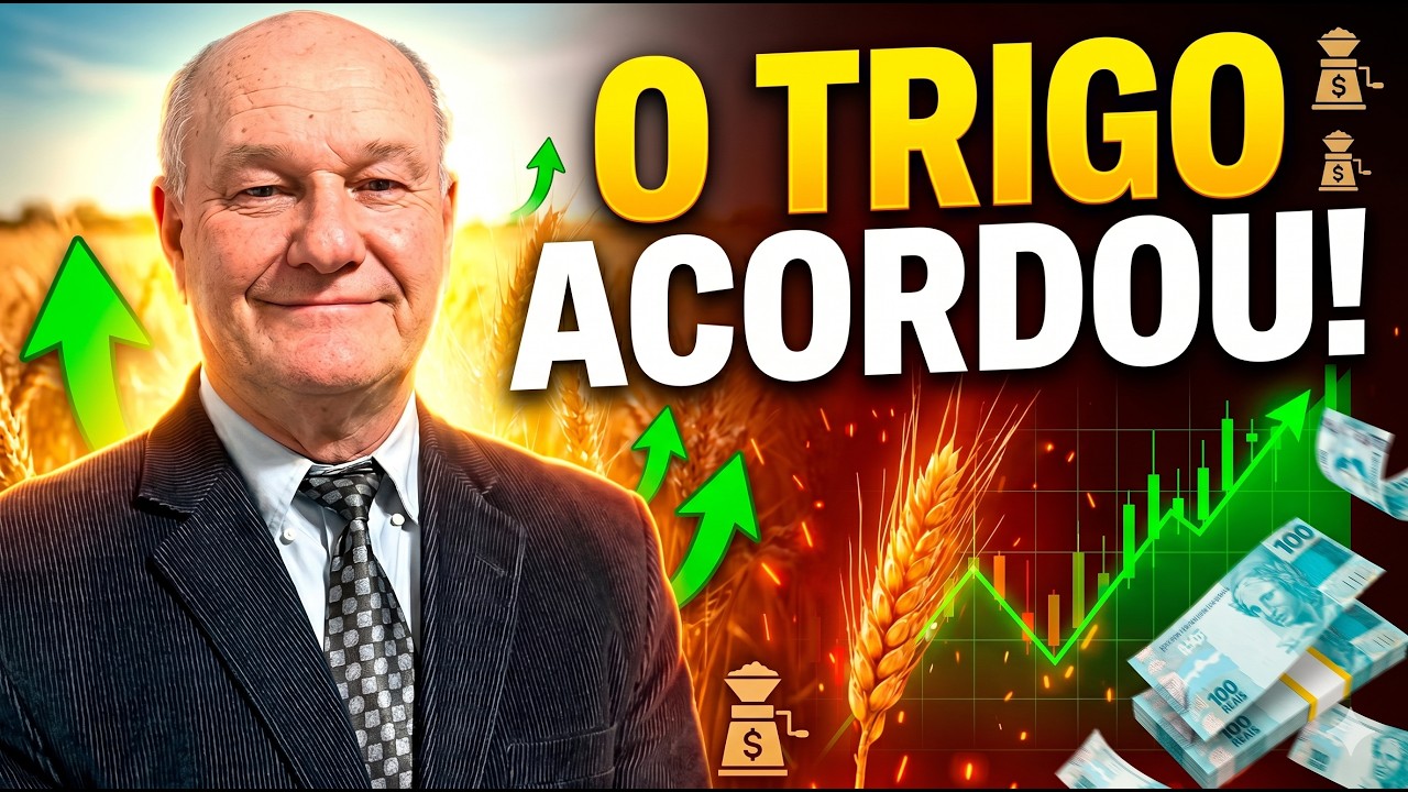 O Trigo acordou! Moinhos pagam mais e mercado interno ganha fôlego.
