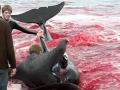 Dolphin Slaughter-