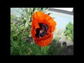 Ennepetal Hummelmohn Full HD Video 29.5.2011 TVAlpino21NRW