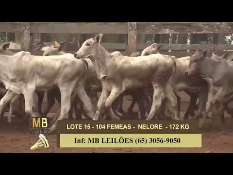 1� LEIL�O VIRTUAL FAZENDA NAYARA & CONVIDADOS