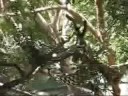 木から降りるジュンジュン