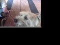 B, 5.5 year old male B, 5.5 year old male