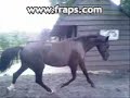 Matty 4 year old Oldenburger mare Matty 4 year old Oldenburger mare