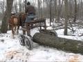 TILLERS INTERNATIONAL Logging with Oxen and Horses 2007.wmv