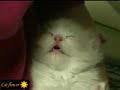 眠りネコ動画