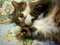 おやすみピッピ♪ Sleep cat Pippi