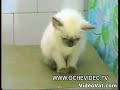 Un chaton tres affam�