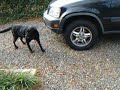 Lucy walking again