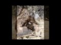 Rocky Mountain Skunk Ape By Charles Ledbetter