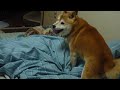 ???????????????????????? shiba inu