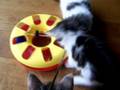 videos de Cattery Bulan Baru's new kittens day 49 vol II