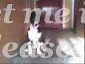 misty`s puppy days