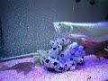 dragon fish 1 year old