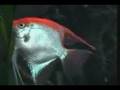 Angelfish Spawning