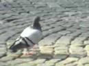 Animale-in-Ljubljana