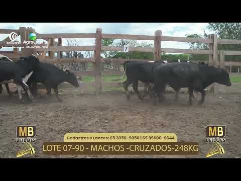 523� LEIL�O VIRTUAL MB LEIL�ES