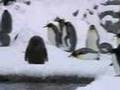 旭山動物園 空飛ぶペンギン～キングペンギン