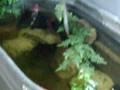 videos de Koi QT winter tank