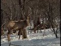 Jagd in Polen #3
