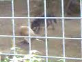 national-geographic-octopus.html