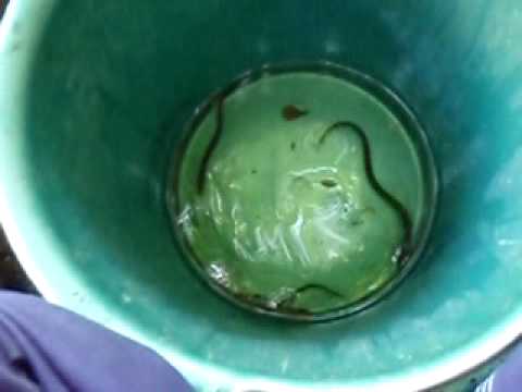 YouTube Preview Image