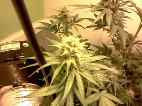how to grow ak48 indoors