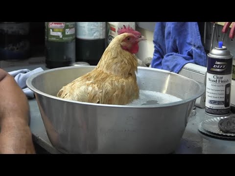 how to relieve egg bound chicken