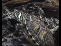 vodní želvy akva turtle aqua 720l ( Chrysemys picta )