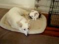 videos de 11/19/2008 Oliver westin' with Charlie! 4062