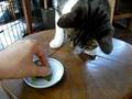 抹茶羊羹を食べるにゃんこ