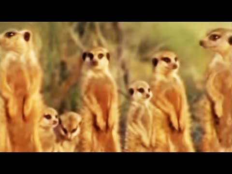 MEERKAT