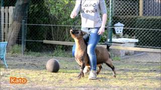 All animals can be clicker trained!