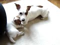 Piccoli cuccioli di Jack Russell