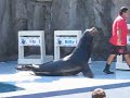 Acuario de Mazatlan 02