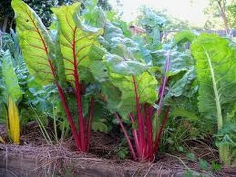 how to grow swiss chard
