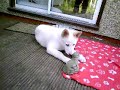 my 11wk WHITE GERMAN SHEPHERD