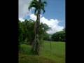 seeds and trees of kauai