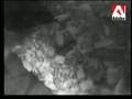 Merganser Family 24 hours after hatching 2006 - Part 1