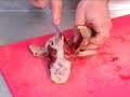 sporting shooter's chef, mark gilchrist of game for everything, demonstrates how to pluck a pigeon, and either remove the breast meat or gut it so it's ready for the oven. by james marchington