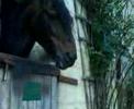 Caballar