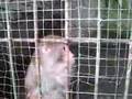 little monkey in chinese zoo - Haining city- China
