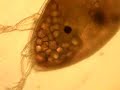Barnacle cyprid